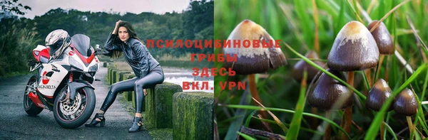 PSILOCYBIN Зерноград