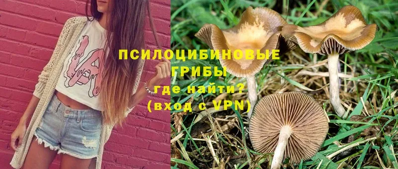 Псилоцибиновые грибы MAGIC MUSHROOMS  магазин  наркотиков  Корсаков 